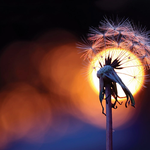 Slider Thumbnail: Dandelion against a sunset