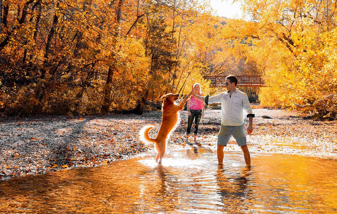 Dog high fiving man on Yellow Trail