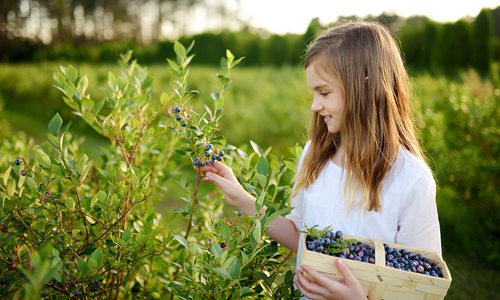The Best Places To Pick Blueberries in Southwest, MO