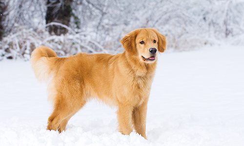 dog in snow during the winter
