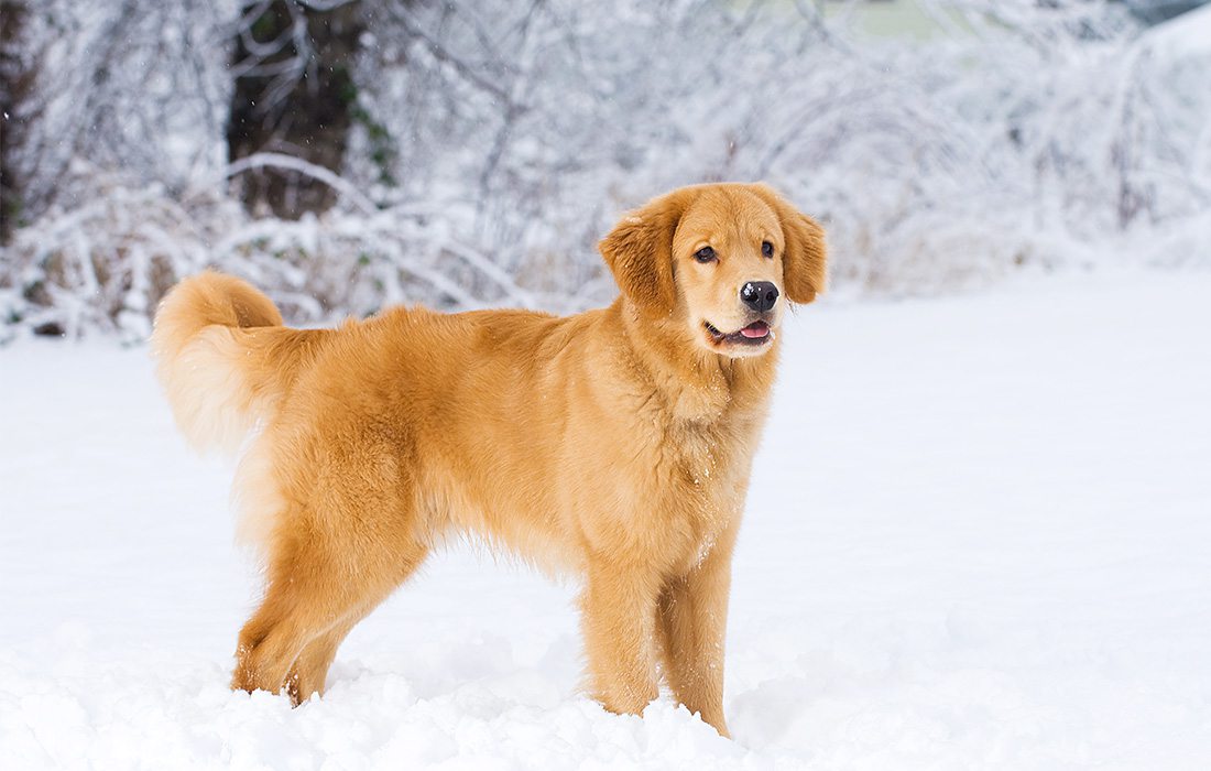 dog in snow