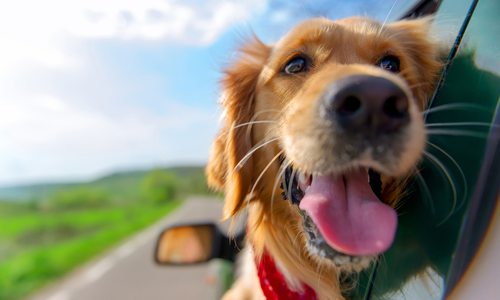 Dog-Friendly Places in Springfield, MO