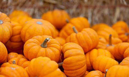 pile of pumpkins