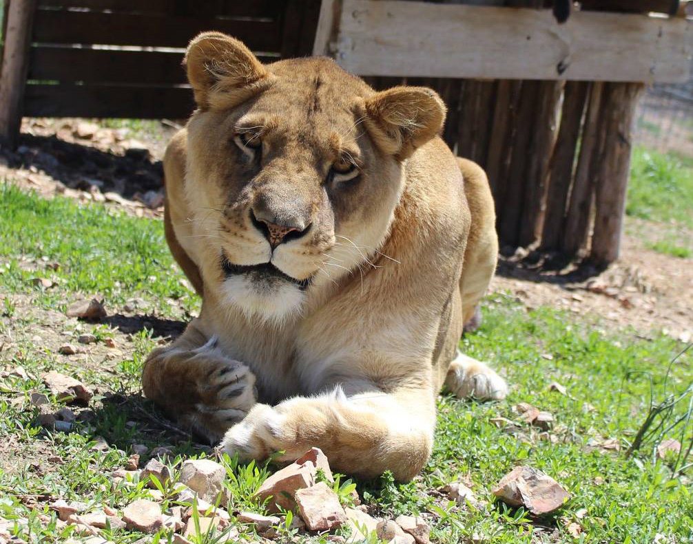 National Tiger Sanctuary Missouri