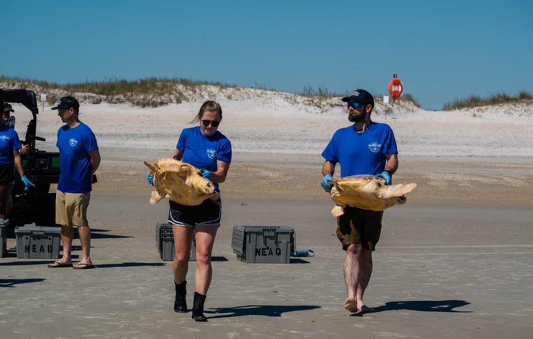 The team releases sea turtles back into the ocean.