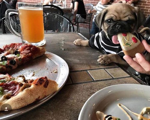 Pet Friendly Restaurants in Springfield, MO