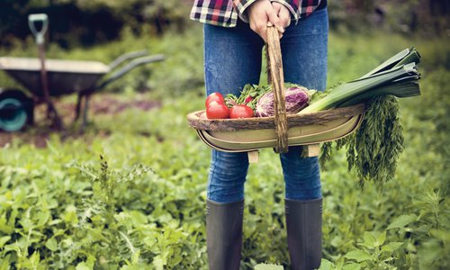 What Vegetables to Plant in August