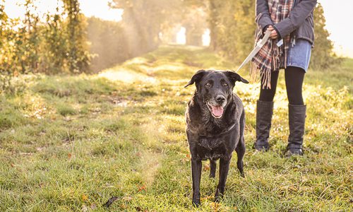 Dog walking on a trail stock image