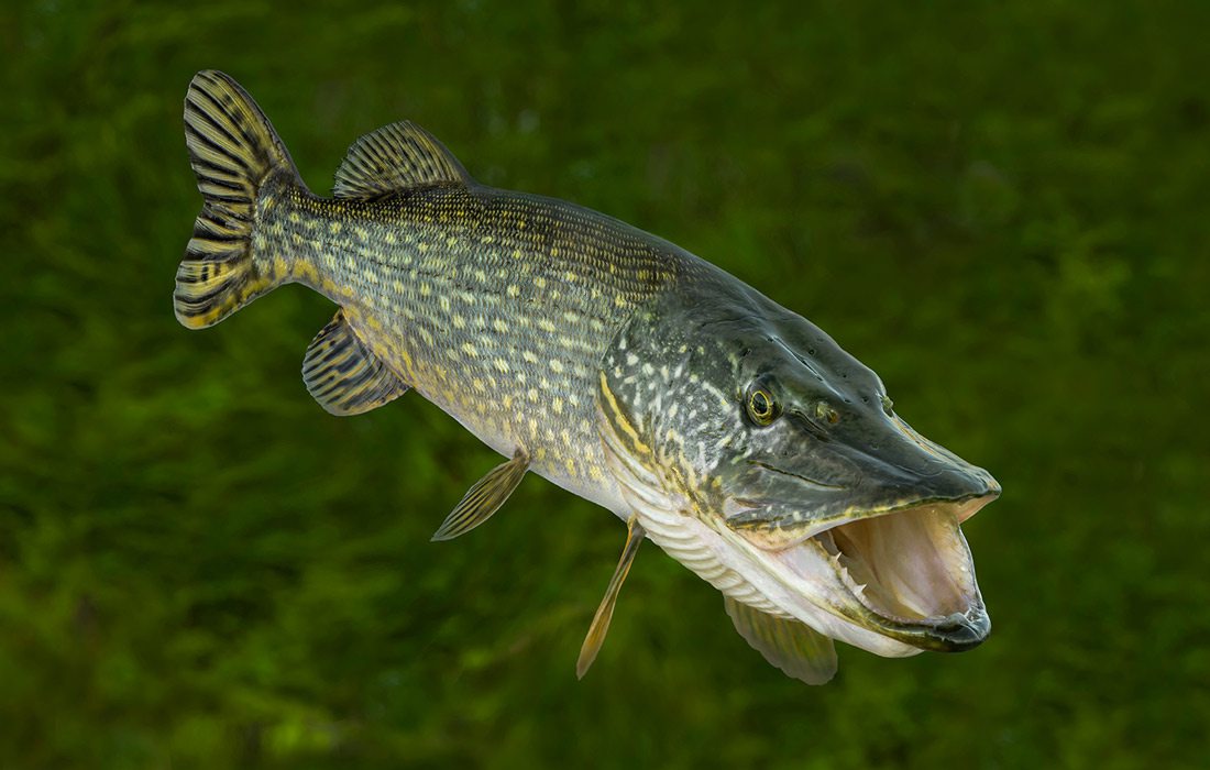 Muskellunge stock photo