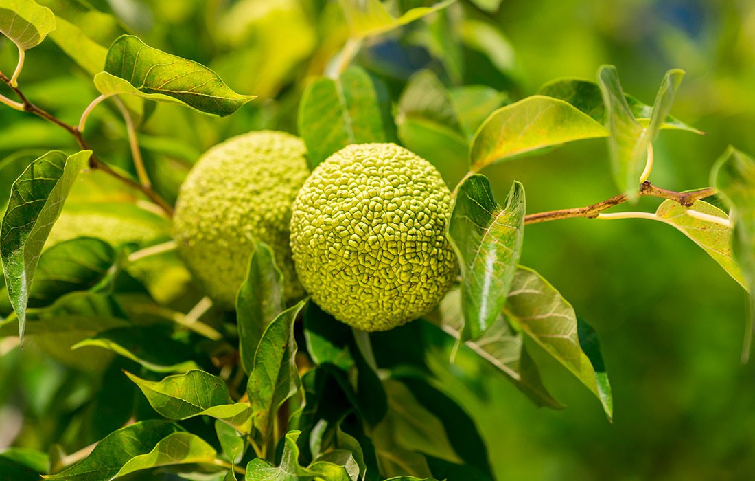 Osage Oranges on a tree