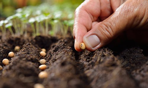 Seed planting close up stock image.