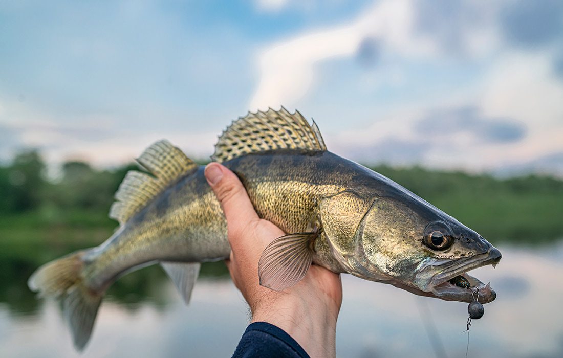 Walleye stock photo