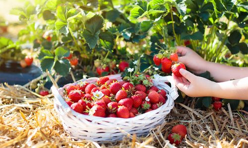 Where to Pick Strawberries in southwest MO