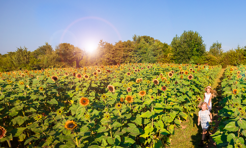 Fall Festivals: 25 Ways to Celebrate Fall Fun in 417-land