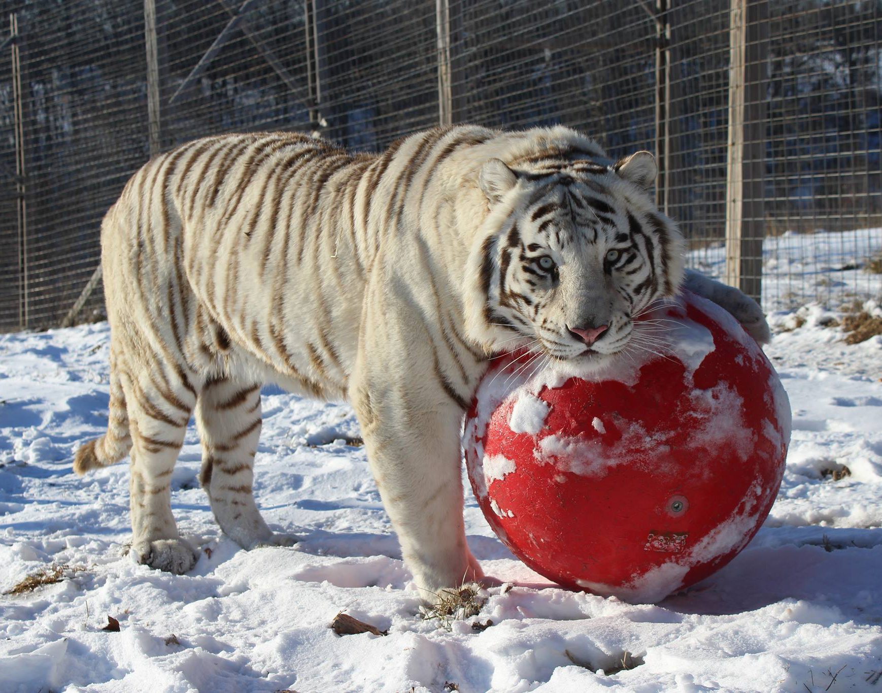 National Tiger Sanctuary Missouri