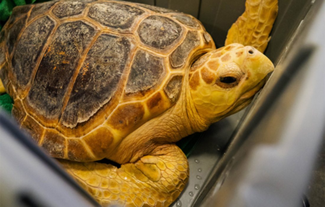 One of the turtles being released in Flordia.