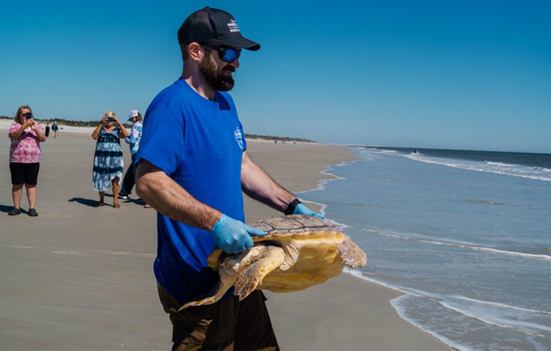A member of the Wonders of Wildlife team releases turtles back into the ocean.